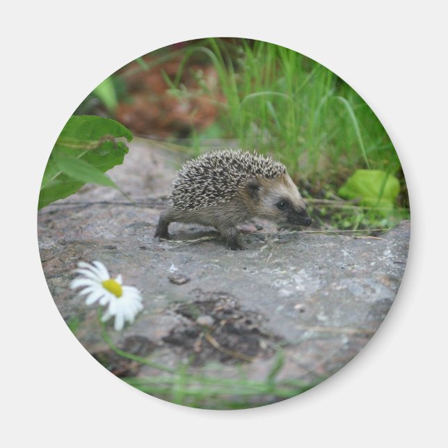 Hedgehog magnet - customisable (Front)