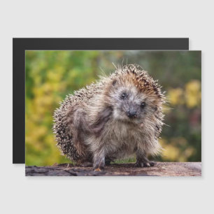 Hedgehog Magnetic Card