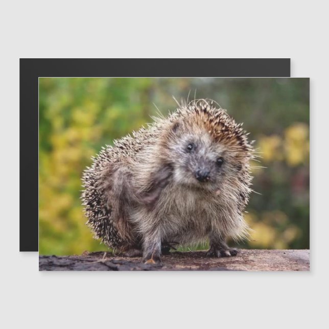 Hedgehog Magnetic Card (Front/Back)