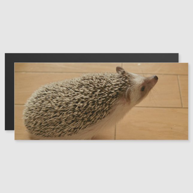 Hedgehog Magnetic Card (Front/Back)