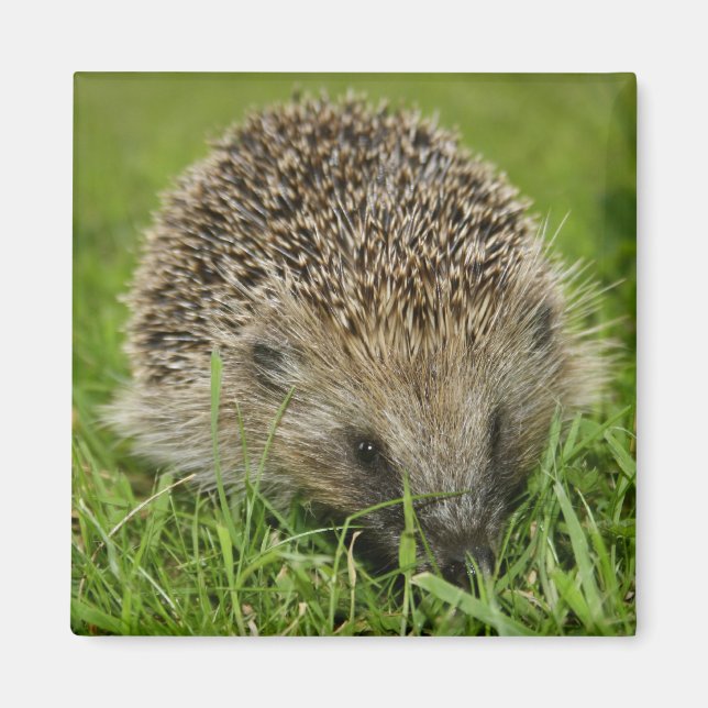 Hedgehog Magnets (Front)