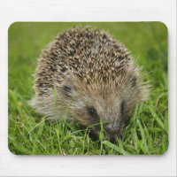 Hedgehog Mousepad