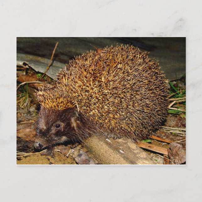 Hedgehog Postcard (Front)