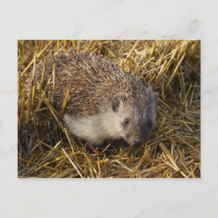 Hedgehog Postcard
