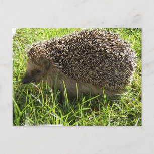Hedgehog Postcard