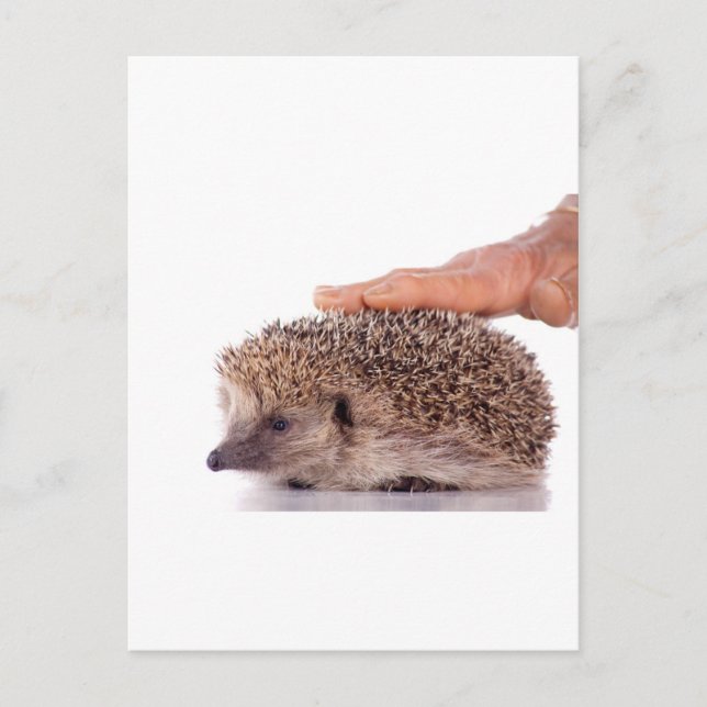 Hedgehog, Postcard (Front)