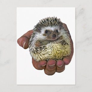 Hedgehog Postcard