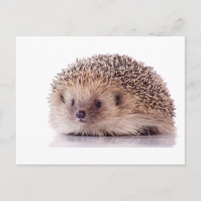 Hedgehog, Postcard (Front)
