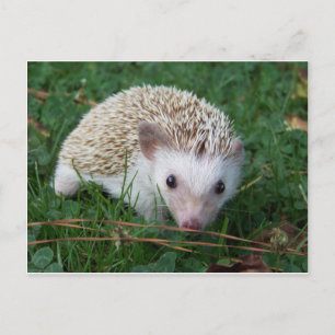 Hedgehog Postcard
