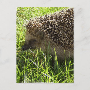 Hedgehog Postcard