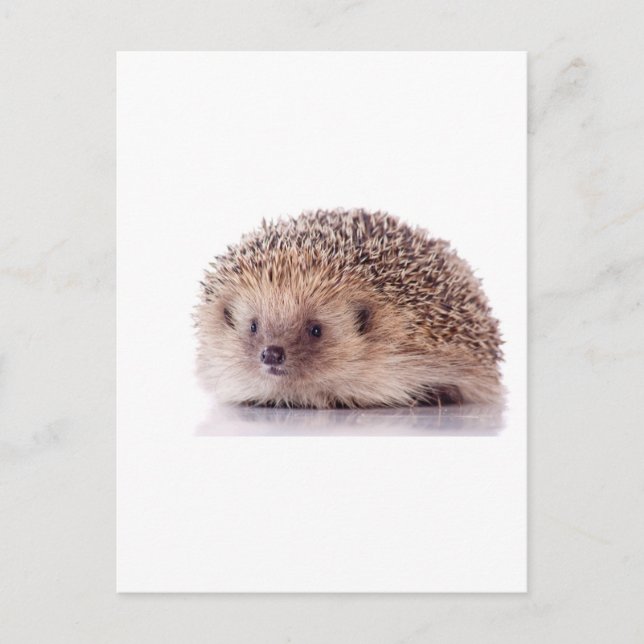 Hedgehog, Postcard (Front)
