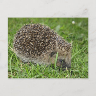 Hedgehog postcard