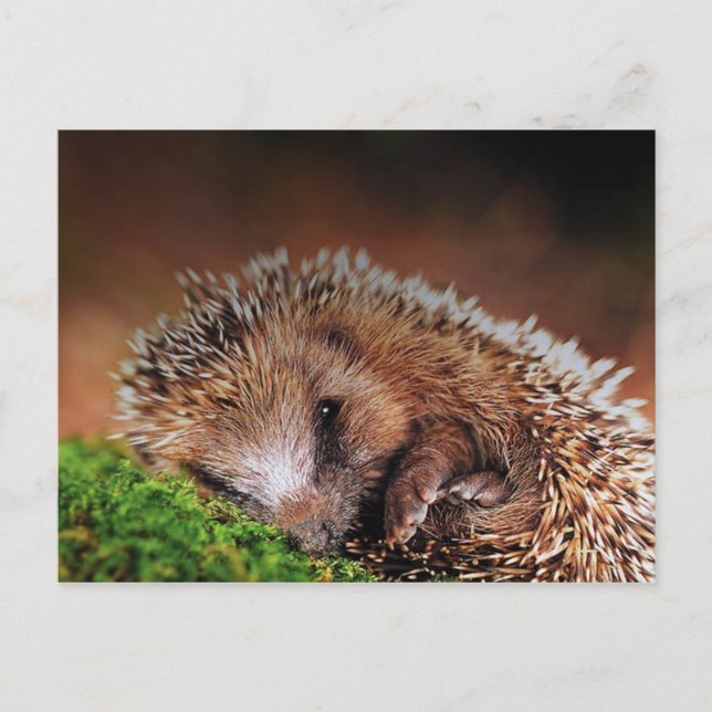HEDGEHOG POSTCARD (Front)