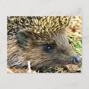 Hedgehog Postcard