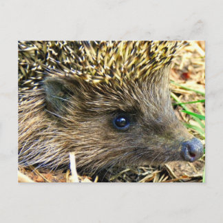 Hedgehog Postcard