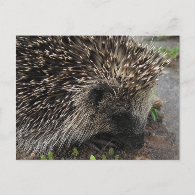 Hedgehog postcard (Front)