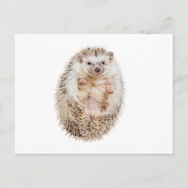 Hedgehog Postcard (Front)