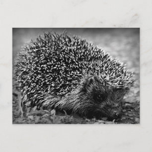 Hedgehog Postcard