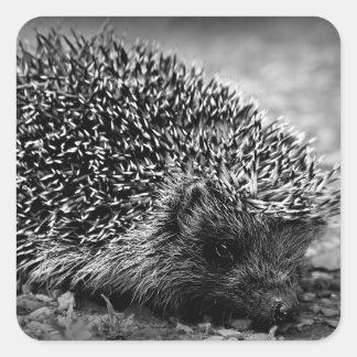 Hedgehog Square Sticker