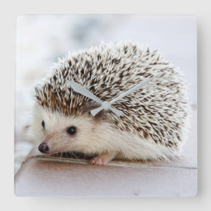 Hedgehog Square Wall Clock