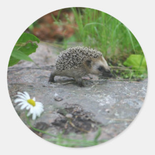 Hedgehog stickers - customisable