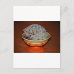 Hedgehog Sundae Postcard
