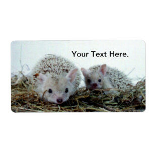 Hedgehogs as Pets
