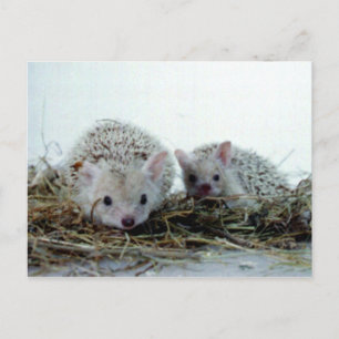 Hedgehogs as Pets Postcard