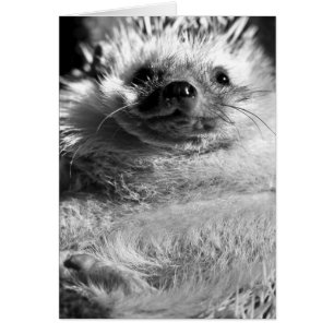 Hedgie
