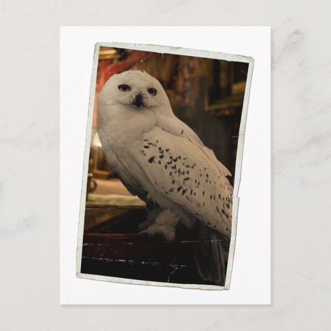 Hedwig 3 postcard (Front)
