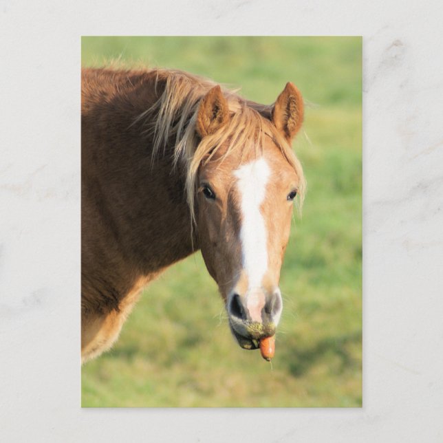 Heeya, what's up doc postcard (Front)