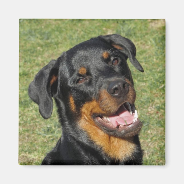 Heidi Cute Rottweiler Magnet (Front)