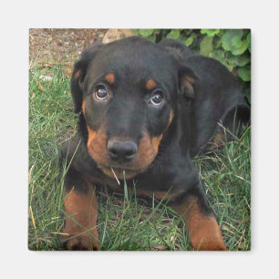 Heidi Guilt Puppy Magnet