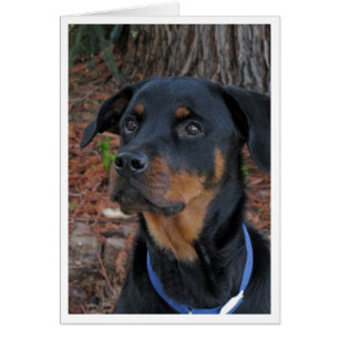 Heidi Rottweiler Blank Greeting Card