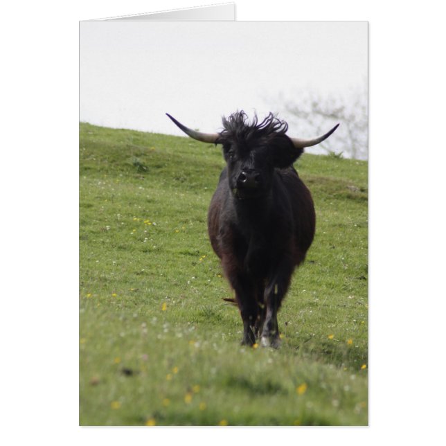 Heilan Coo running (Front)