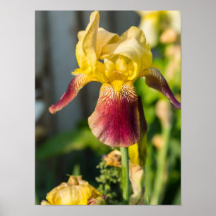 Heirloom Iris Poster