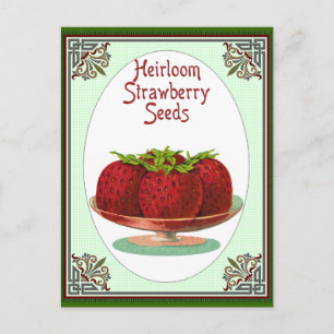 Heirloom Strawberry Seeds Postcard