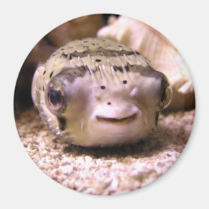 Helaine's Blowfish Pufferfish Magnet