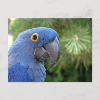 Helaine's Blue Parrot Postcard