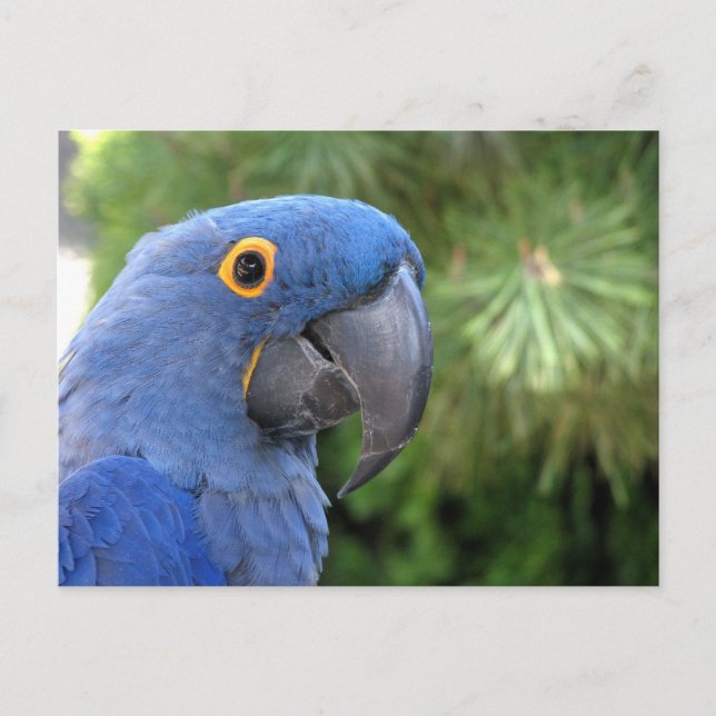 Helaine's Blue Parrot Postcard (Front)