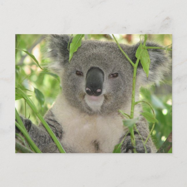 Helaine's Koala Bear Postcard (Front)