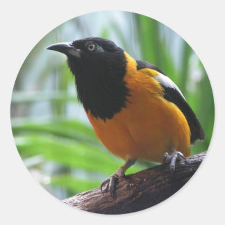 Helaine's Oriole Classic Round Sticker