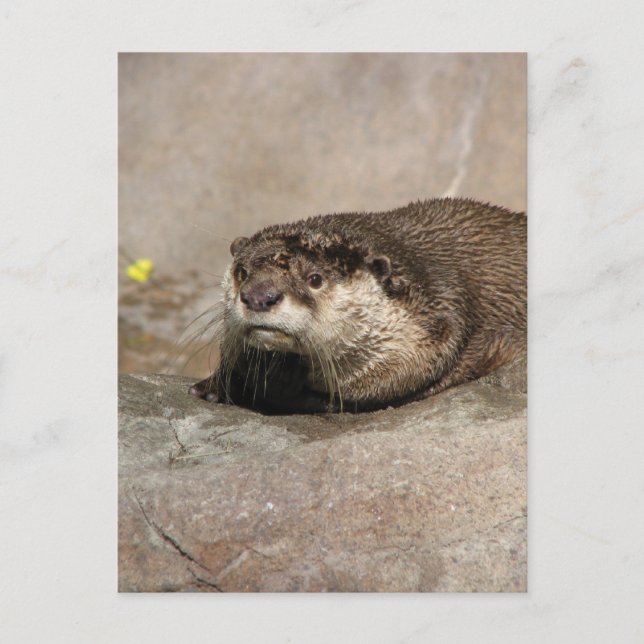 Helaine's Otter Postcard (Front)