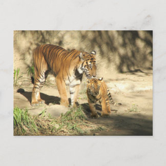 Helaine's Tiger and Cub Postcard