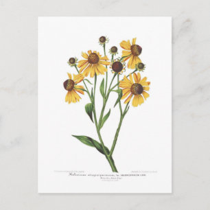 Helenium Postcard