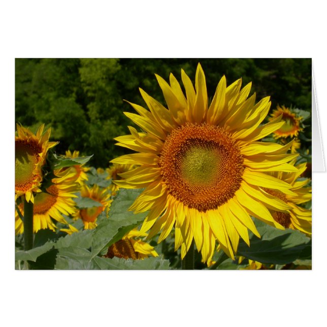 Helianthus annuus (Front Horizontal)
