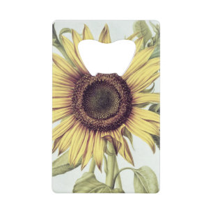 Helianthus Annuus from 'Velins du Roi Vol.36'