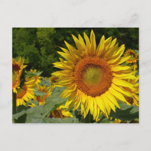 Helianthus annuus postcard