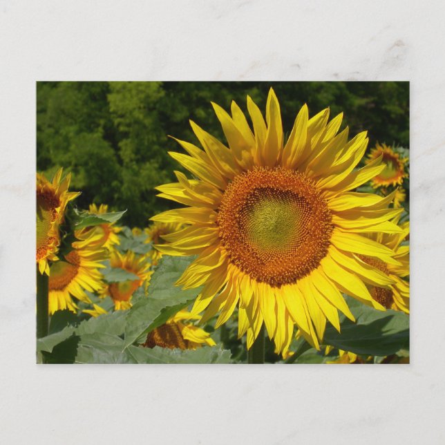 Helianthus annuus postcard (Front)