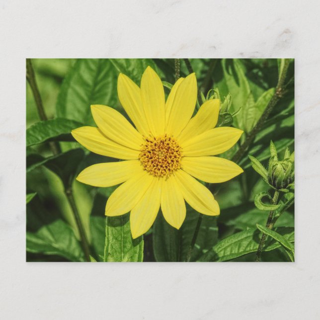 Helianthus 'Lemon Queen' Sunflower Postcard (Front)